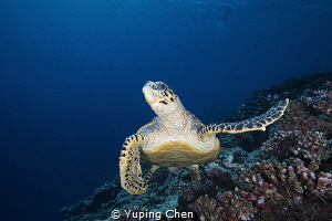 Turtle/Maldives/Canon 5Dmark4, 16-35mm Lens, S&S housing,... by Yuping Chen 